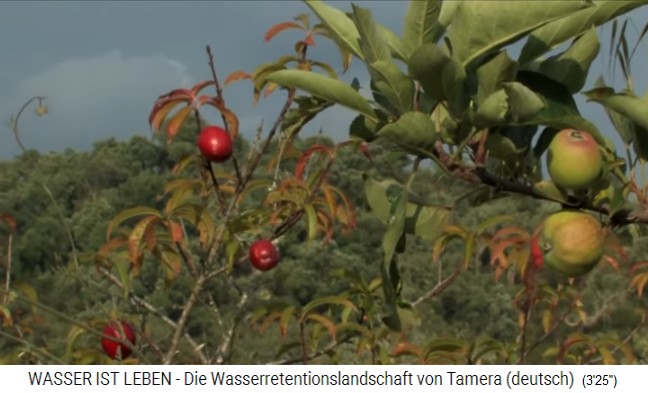 Tamera (Portugal), Apfelbaum mit
                    Beerenstrauch