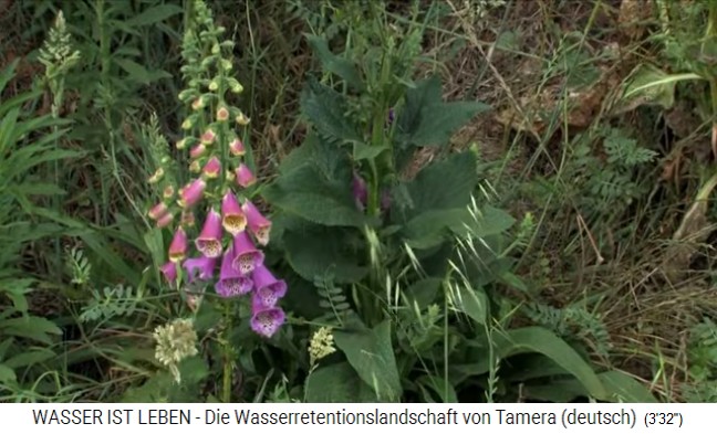 Tamera
                    (Portugal), Glockenblume