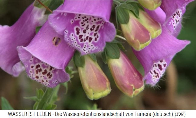 Tamera (Portugal), Glockenblume Nahaufnahme