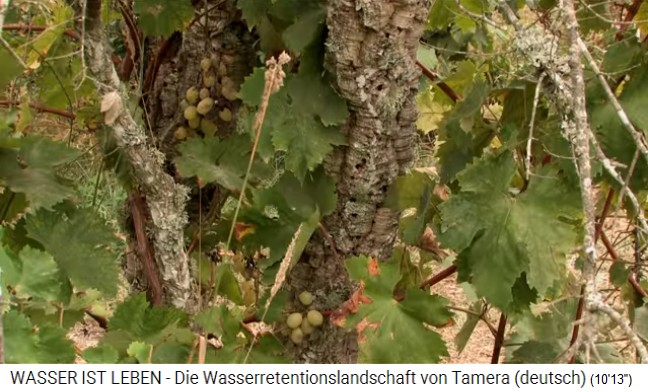 Tamera (Portugal) mit See 1
                    mit Trauben an einer Korkeiche