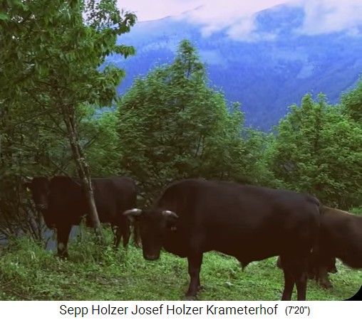 La granja Krameterhof de Sepp
                    Holzer, ganado en la ladera