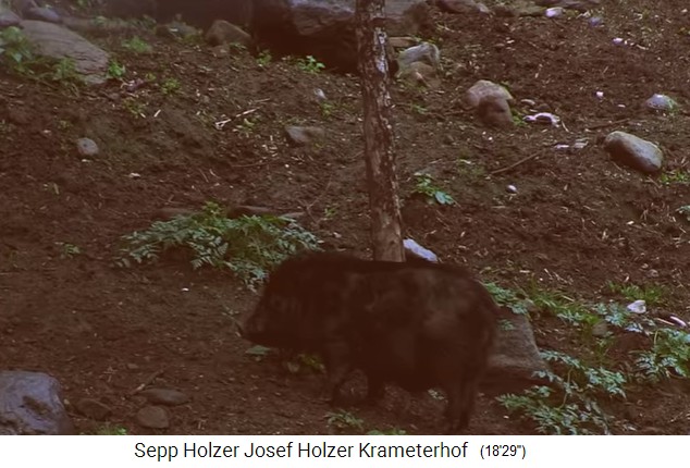 El hijo Josef Holzer
                    presenta la cr�a de cerdos en la granja Krameterhof
                    en campo libre con refugio protegido 2