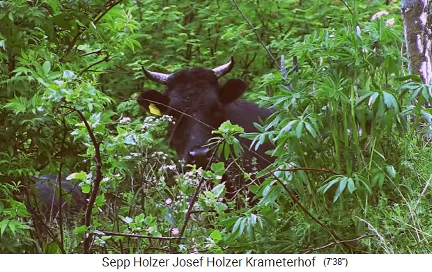 Krameterhof: Schwarze K�he und
                    Rinder im Mittelwald 01