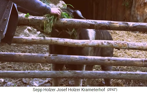 Granja Krameterhof de Sepp Holzer: Un cerdo
                    recibe por diversi�n una porci�n de hierba de pasto