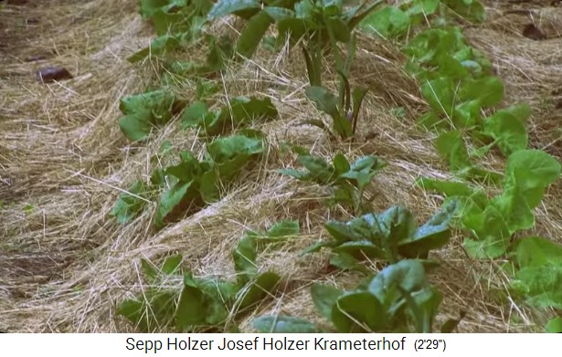 Krameterhof: H�gelbeet mit
                    Strohmulch, Nahaufnahme