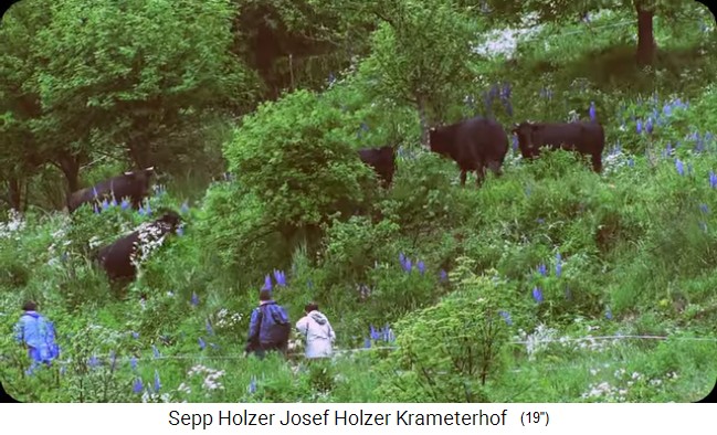 Rinder und K�he an einer Terrassenb�schung