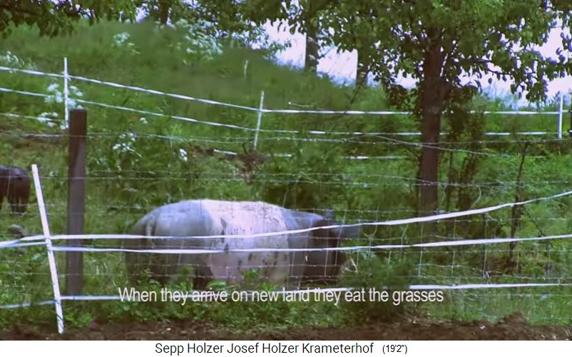 Schweine werden sektorenweise in die
                    Weidehaltung gef�hrt, um dort die Erde umzugraben