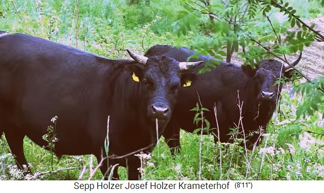 Krameterhof: Schwarze K�he und
                    Rinder im Mittelwald 02