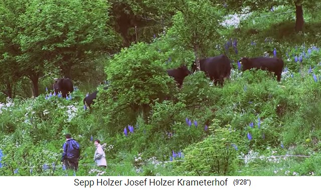 Krameterhof: Schwarze K�he und
                    Rinder im Mittelwald 03