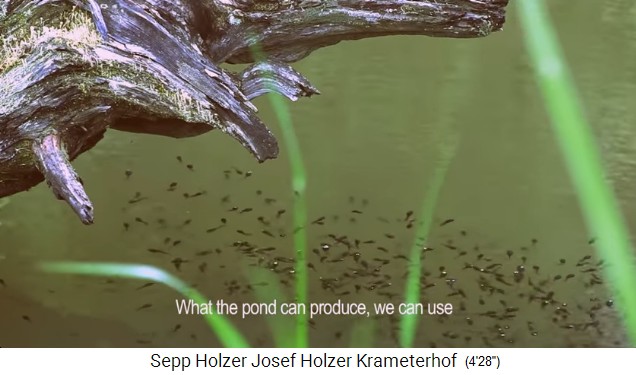 Teich mit Struktur 03, Holz und Kaulquappen