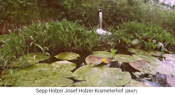 Granja Krameterhof de Sepp
                    Holzer, estanque de nen�fares