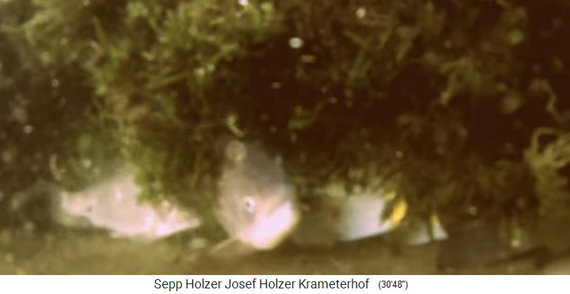 Granja
                    Krameterhof de Sepp Holzer, estanque con peces bajo
                    plantas acu�ticas