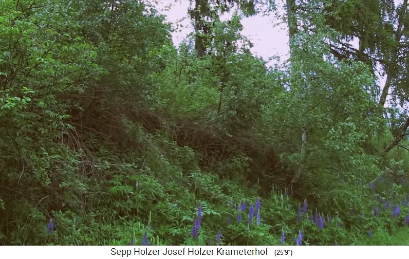 Granja Krameterhof de Sepp Holzer: un terrapl�n
                    de una terraza en una fase regenerativa
