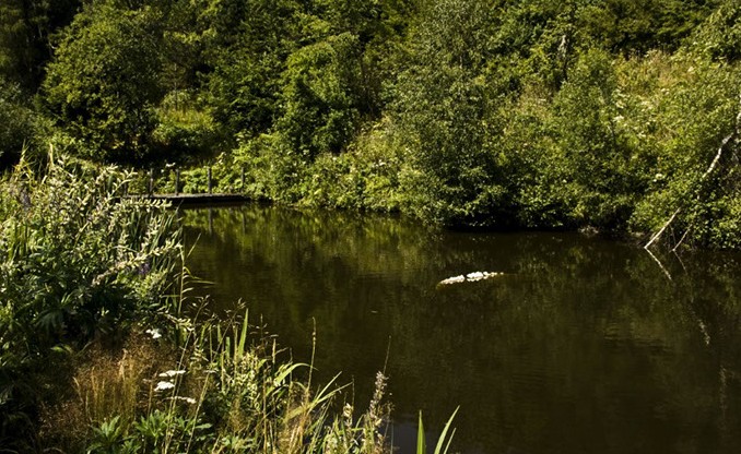 Ein Teich am Krameterhof von Sepp Holzer 01