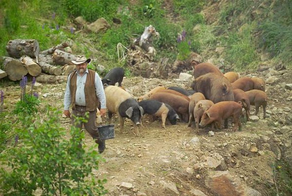 Sepp Holzer gibt den Schweinen Futter