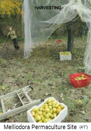 Melliodora 3 weeks
                    volunteering, fruit harvest from trees