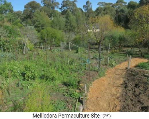 Melliodora 3 weeks
                    volunteering, mixed vegetable planting beds