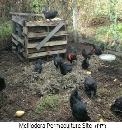 Melliodora 3 weeks volunteering, black
                    chicken