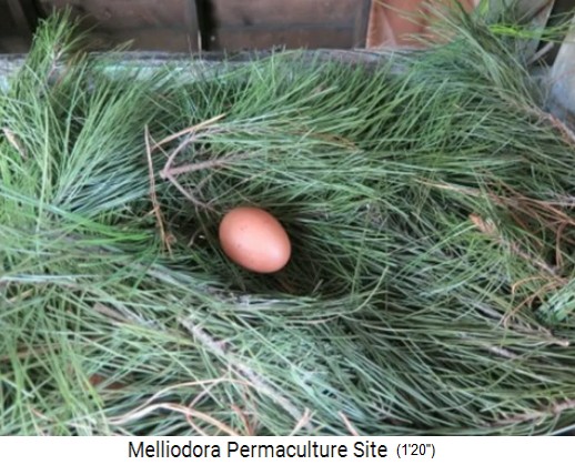 Melliodora 3 weeks volunteering,
                    an egg on pine branches