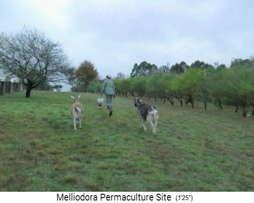 Melliodora 3 weeks volunteering,
                    donkeys on the meadow
