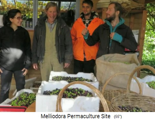 Melliodora 3 weeks volunteering,
                    olives are harvested