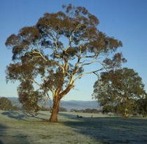 Eucalyptus tree
                  "Eucalyptus melliodora"