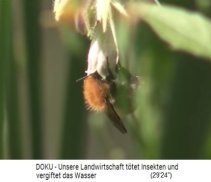 Bauernhof in
                            Le Bec Hellouin (Frankreich) mit 1 Hektar
                            Permakulturzone: Hummel an einer Bl�te 01