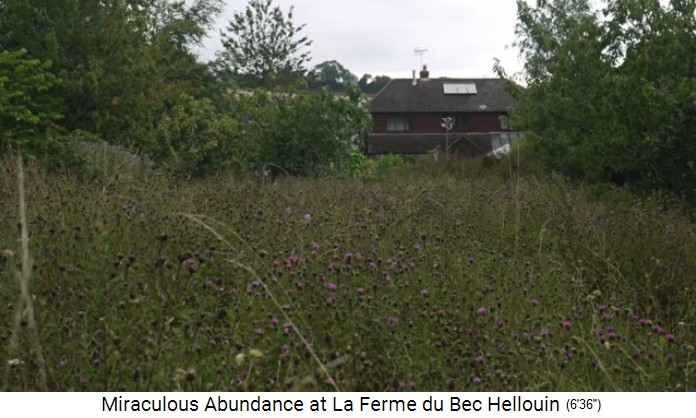 Bauernhof der Familie Herv�-Gruyer in Le
                    Bec-Hellouin: Freie Blumenwiese / Magerwiese