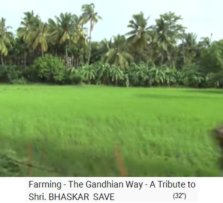 Palmen-Reisfarm von
                        Bhaskar Save: Feld mit Palmenwald rundrum