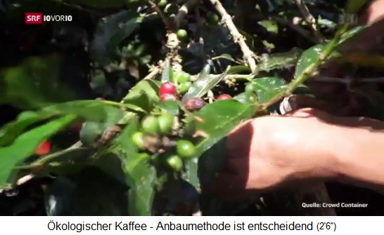 Coffee bean
                    harvest in Peru