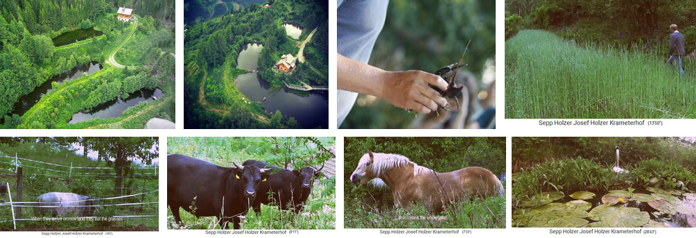 Granja
                                  Krameterhof de Sepp Holzer: Manejo de
                                  estanques con 72 estanques en una
                                  pendiente - cr�a de cangrejos -
                                  terrazas con terraplenes con bosque
                                  medio pastado
