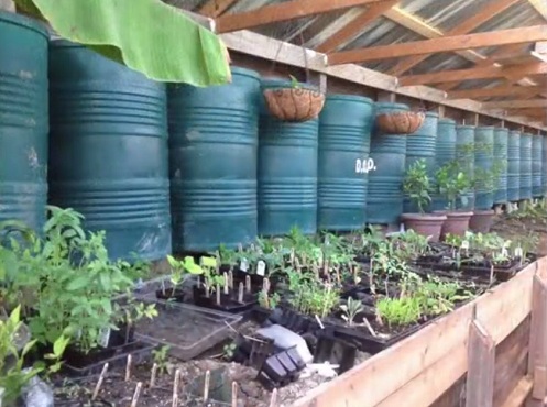 Plantas en el
                                invernadero de fosa 01, plantones