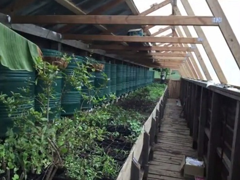 Plantas en el invernadero de
                                fosa 02