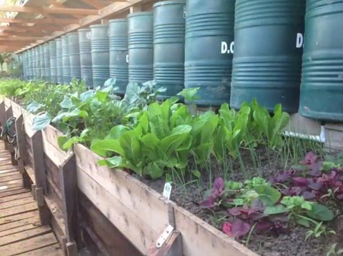 Plantas en el invernadero de
                                fosa 03