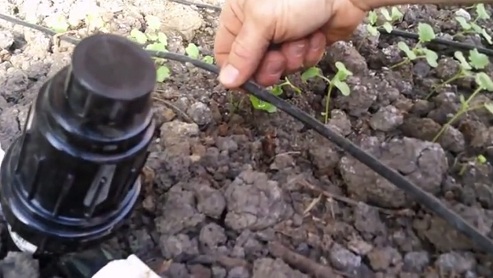 Tubos para riego de
                                goteo en el bancal elevado