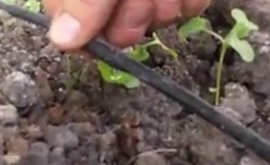 Tubos
                                para riego de goteo en el bancal
                                elevado, primer plano