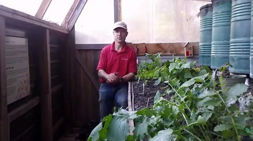 Plagas en el
                                invernadero de fosa: se coloca una
                                planta de sacrificio, entonces los
                                pulgones solo est�n all�, o tb. la
                                mariposa nocturna Trichoplusia ni
                                (�orugas!)