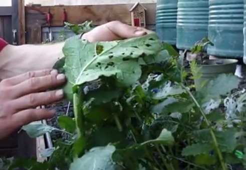 Planta de
                                sacrificio con huecos por los pulgones