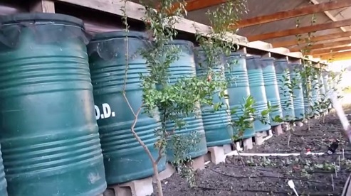 Naranjo en el invernadero de
                                fosa