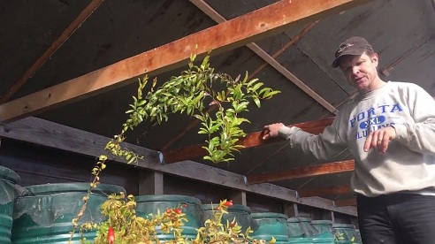 Los c�tricos no
                                    sufrieron por la helada