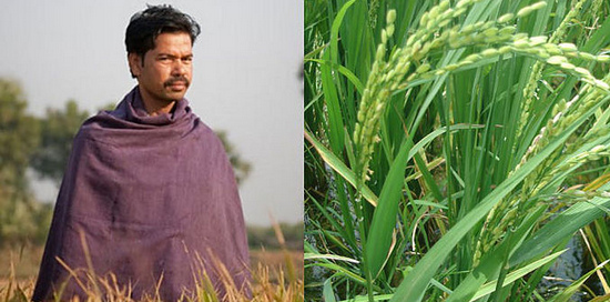 Sumant Kumar mit der
                          SRI-Reisanbaumethode: Reisanbau mit der
                          SRI-Methode ergibt bis zu viermal so viel
                          Reis