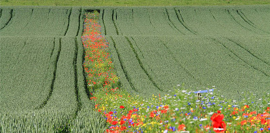Bl�hstreifen reduzieren Sch�dlinge um bis
                          zu 61 Prozent - Forschung von Agroscope