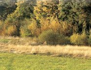 Ein Waldrand von 3m Breite ist das
                          Zuhause von Insekten, Heckenv�geln und
                          Beerenv�geln