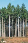 Wald OHNE Waldrand:
                            Insekten, Heckenv�gel und Beerenv�gel haben
                            ihr Zuhause VERLOREN und es sind mehr
                            Sch�dlinge auf dem Feld