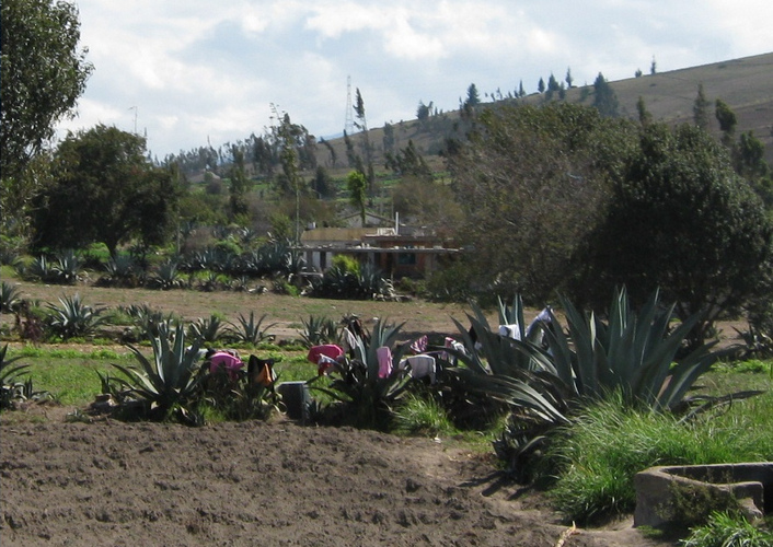 Kleinfeldlandwirtschaft mit
                    Kabuya-Kakteen, Sträuchern und Bäumen in Huasalata,
                    Sierra in Ecuador
