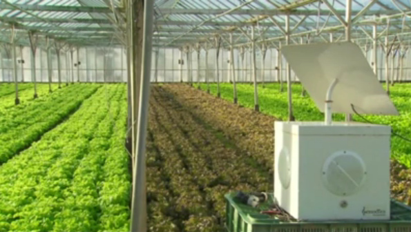 Music exposure in a green house with
              piano music against funghi