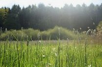 Shrubs in a meadow is the habitat for
              ground animals, ground birds, and insects