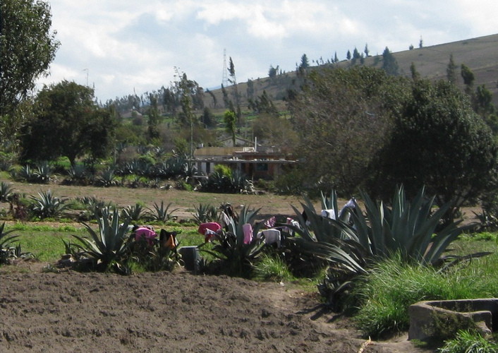 Little field
                        agriculture with cabuya cactus, shrubs and trees
                        in the village of Huasalata, Sierra of Ecuador