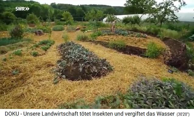 Permaculture farm "Bec
                              Hellouin", a hill bed with cabbage