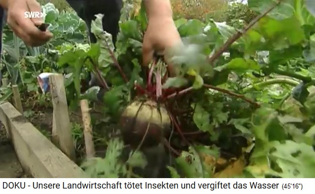 Hengstbacher Hof with Terra
                              Preta earth with giant vegetables, e.g.
                              beetroot